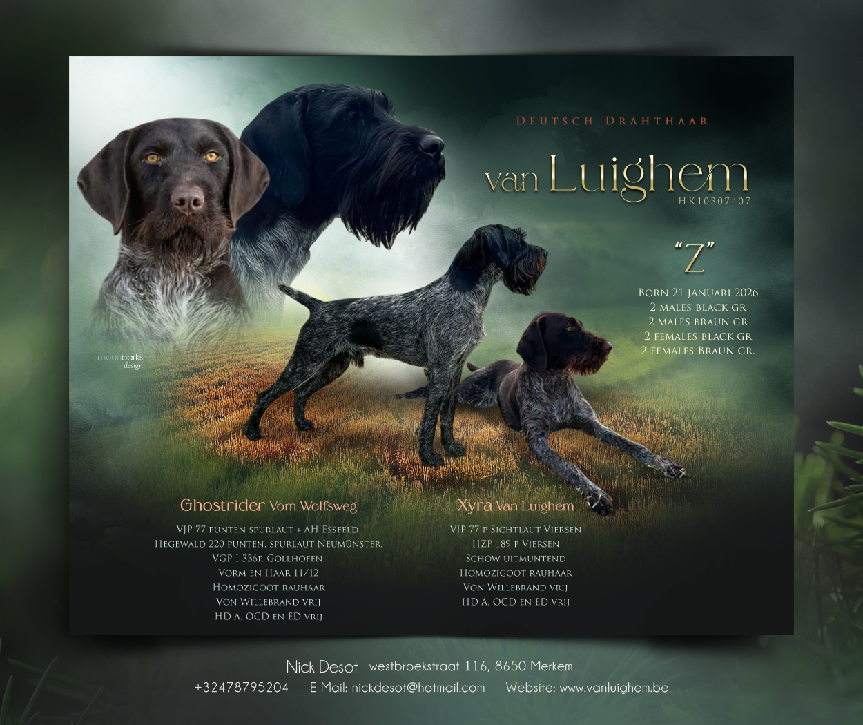 Deutch Drahthaar Duitse Draadhaar